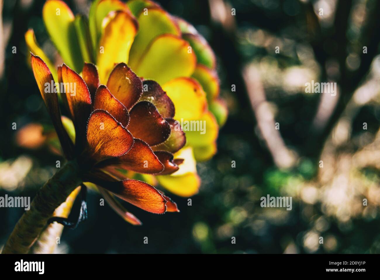 Detail of an aeonium arboreum taken by the side illuminated by sunlight Stock Photo