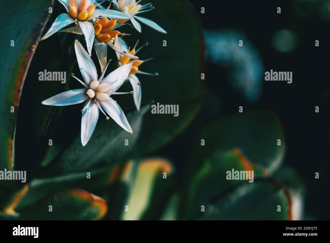 Close-up of a white flower of sedum album in the wild Stock Photo