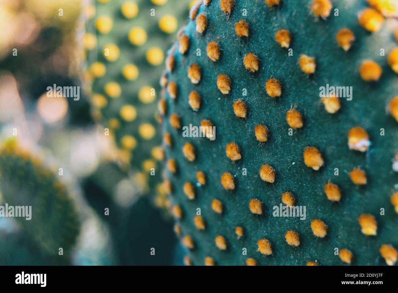 Detail of the pattern formed by the yellow glochids of an opuntia microdasys cactus plant Stock Photo
