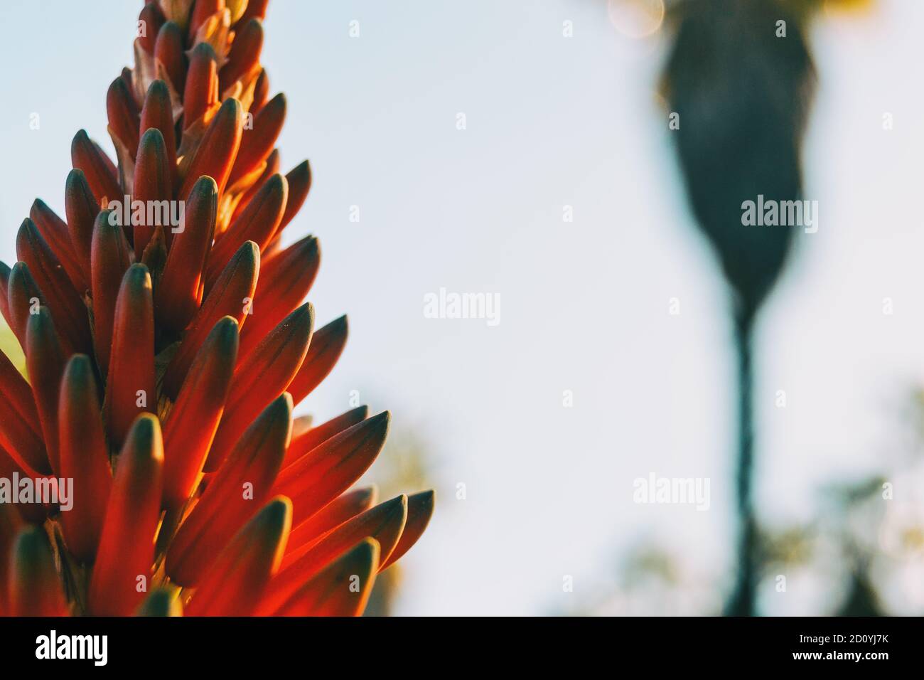 Close-up of a cluster of buds of an aloe arborescens plant illuminated by sunlight Stock Photo