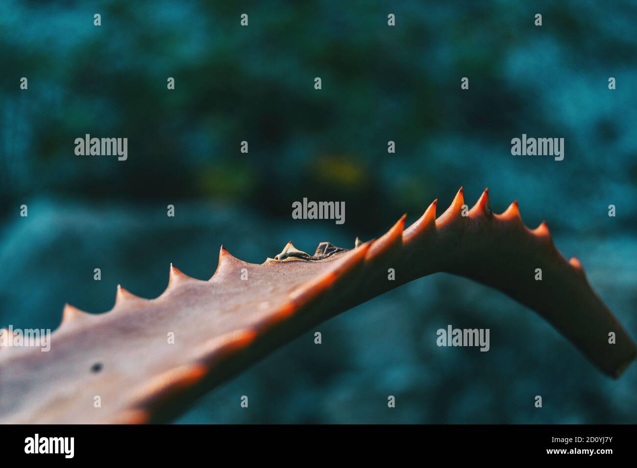 Detail of the leaf of a fleshy plant with serrated edge on a neutral background Stock Photo