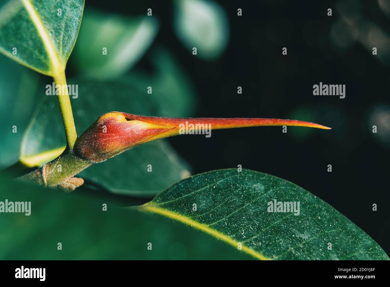 Macro of a reddish flower bud in nature Stock Photo