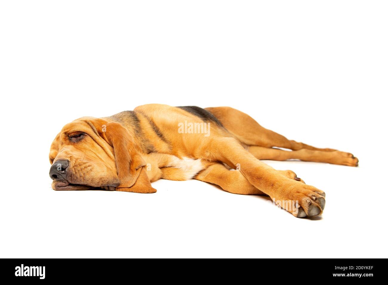 bloodhound in front of a white background Stock Photo