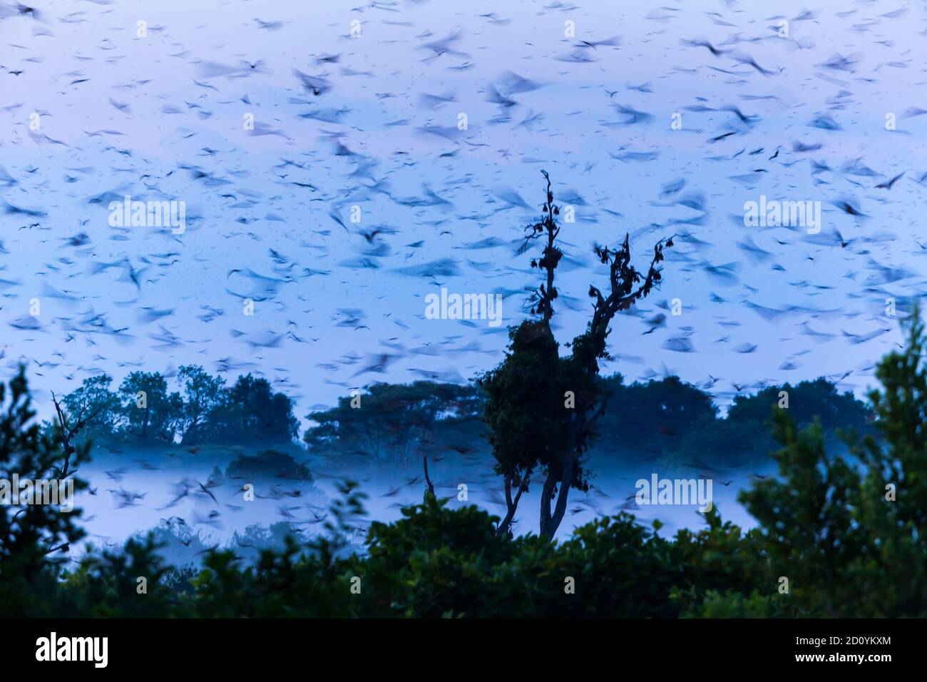 Strawcoloured fruit bat (Eidolon helvum), Bat migration, Kasanka