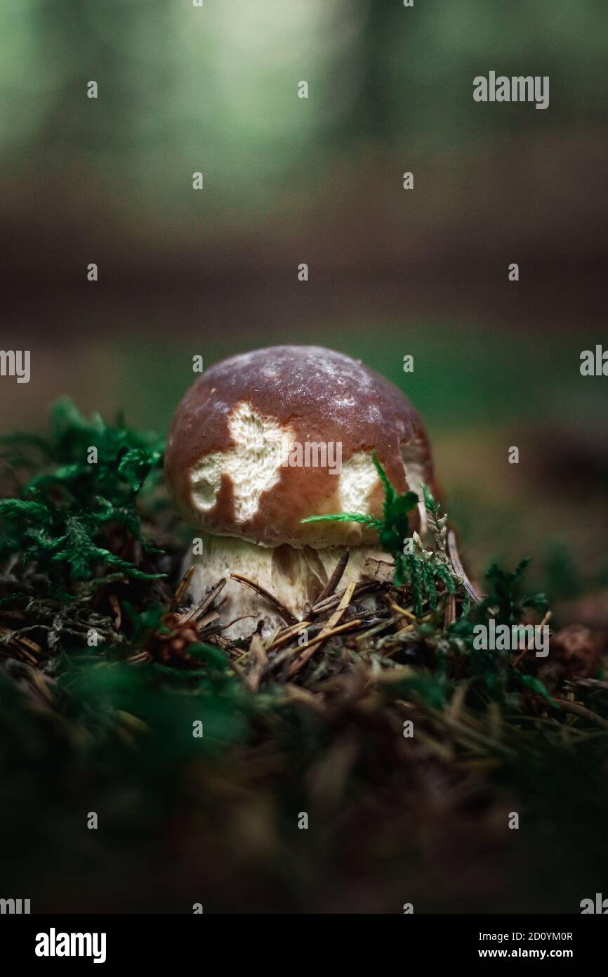 Wild mushroom growing in forest close up photoshoot Stock Photo - Alamy
