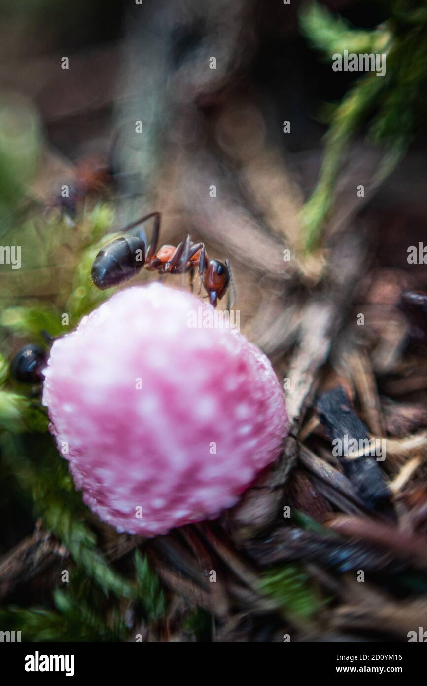 Wild life, spider, snake, nature, bug, beetle, macro spider shot, macro bug shot, macro ant, antman close up shot, web Stock Photo