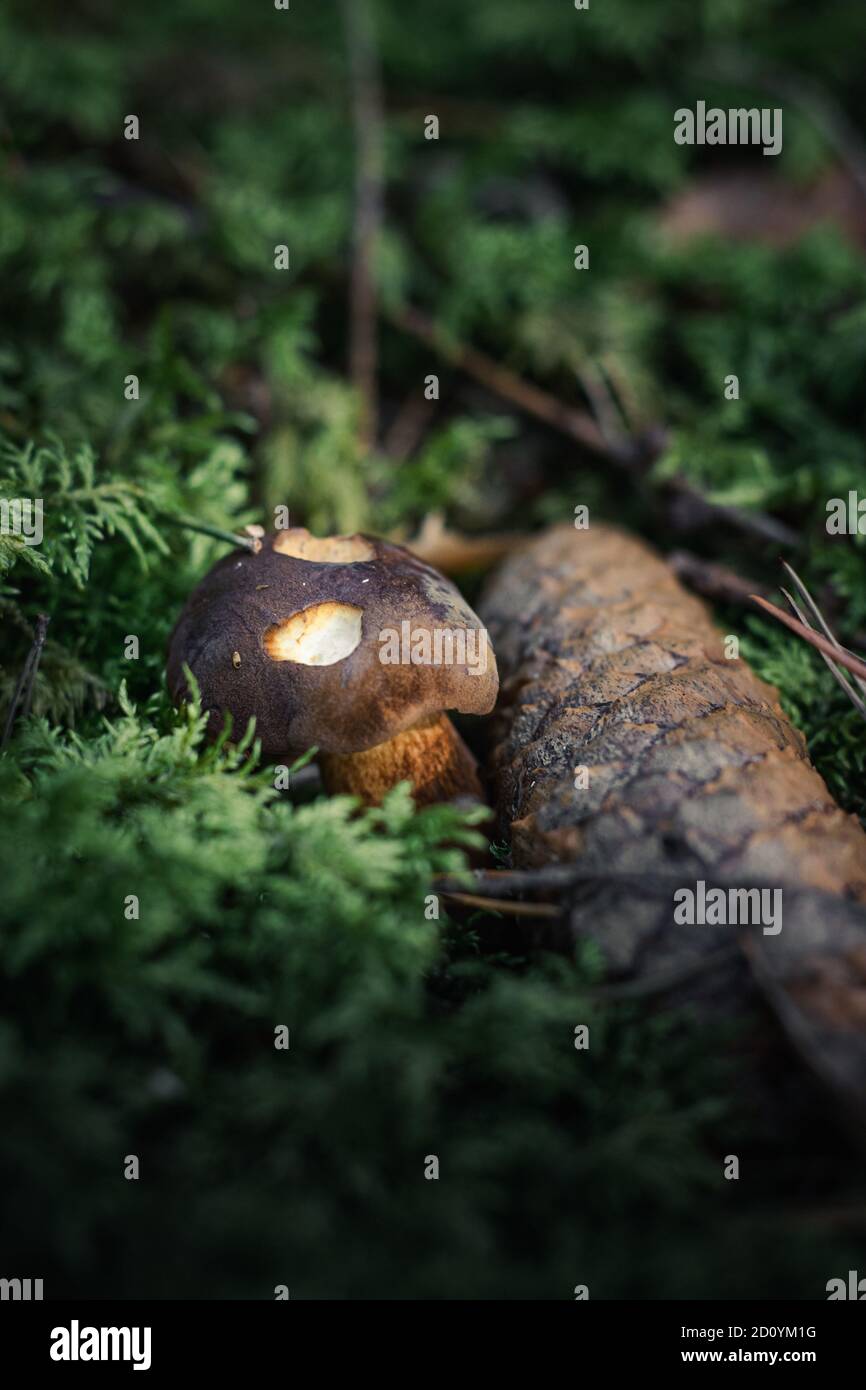 Wild mushroom growing in forest close up photoshoot Stock Photo - Alamy