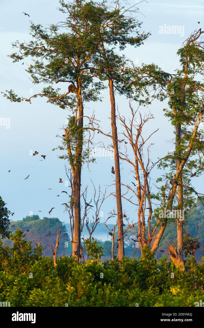 Strawcoloured fruit bat (Eidolon helvum), Bat migration, Kasanka