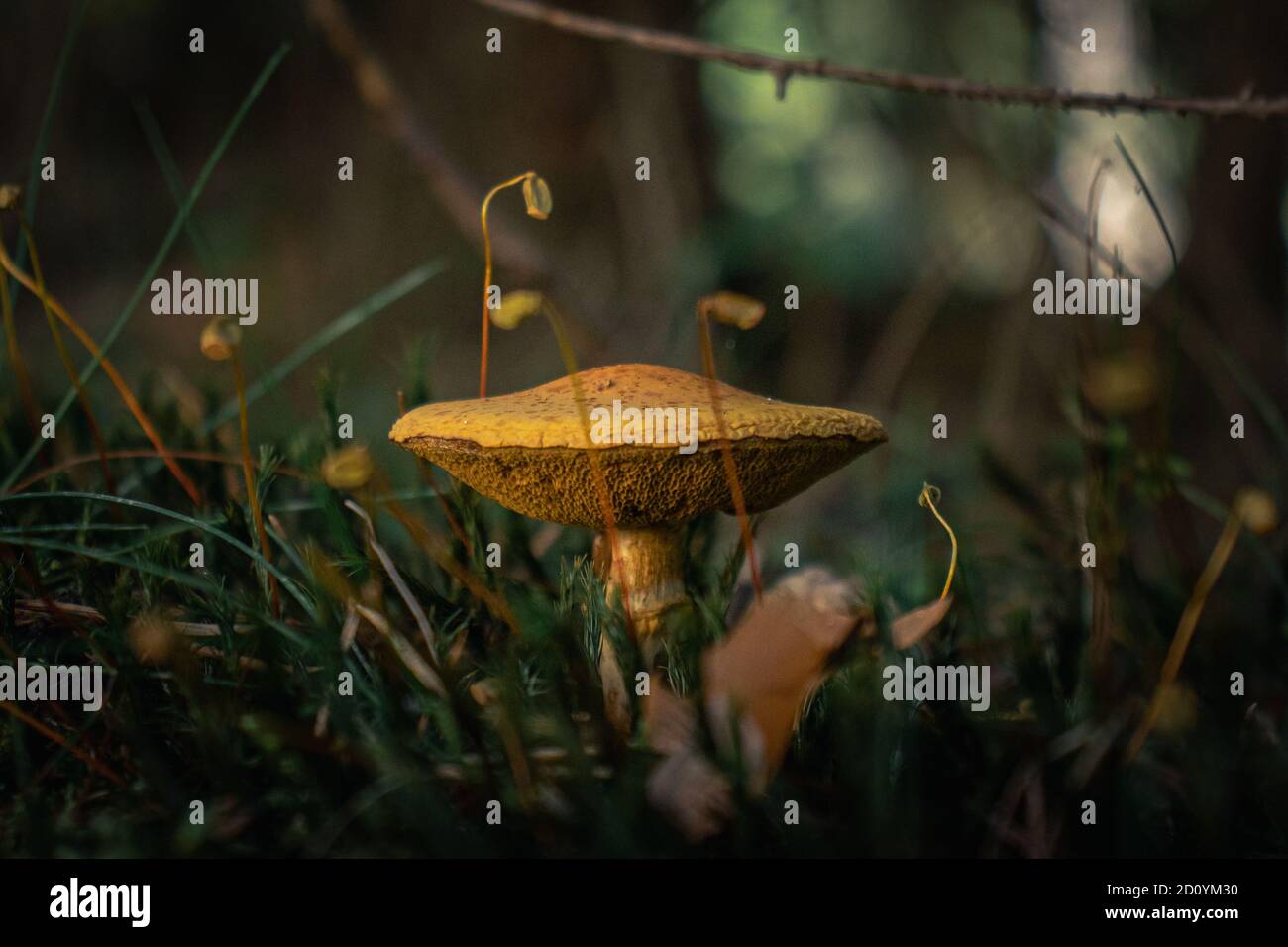 Wild mushroom growing in forest close up photoshoot Stock Photo - Alamy