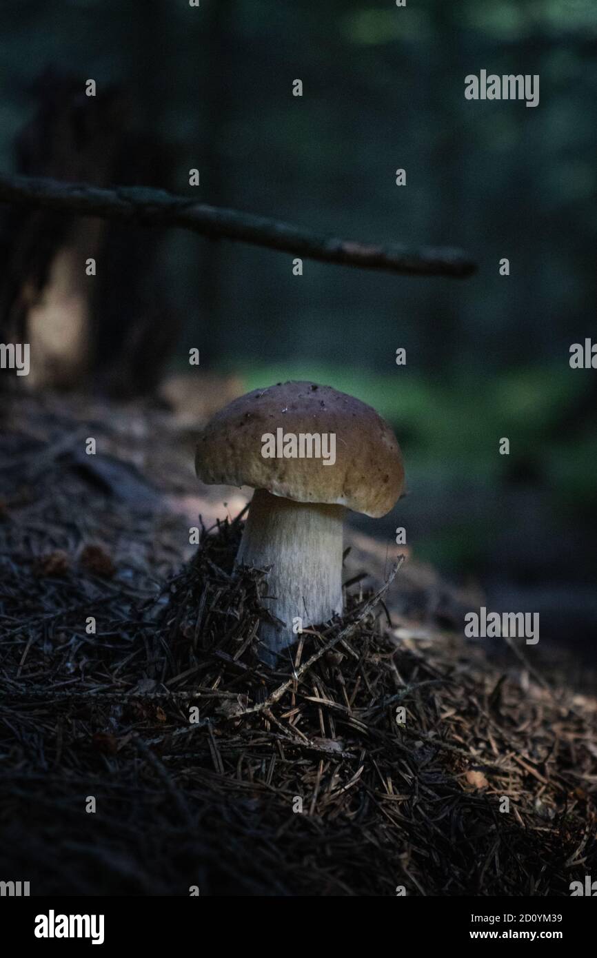 Wild mushroom growing in forest close up photoshoot Stock Photo - Alamy