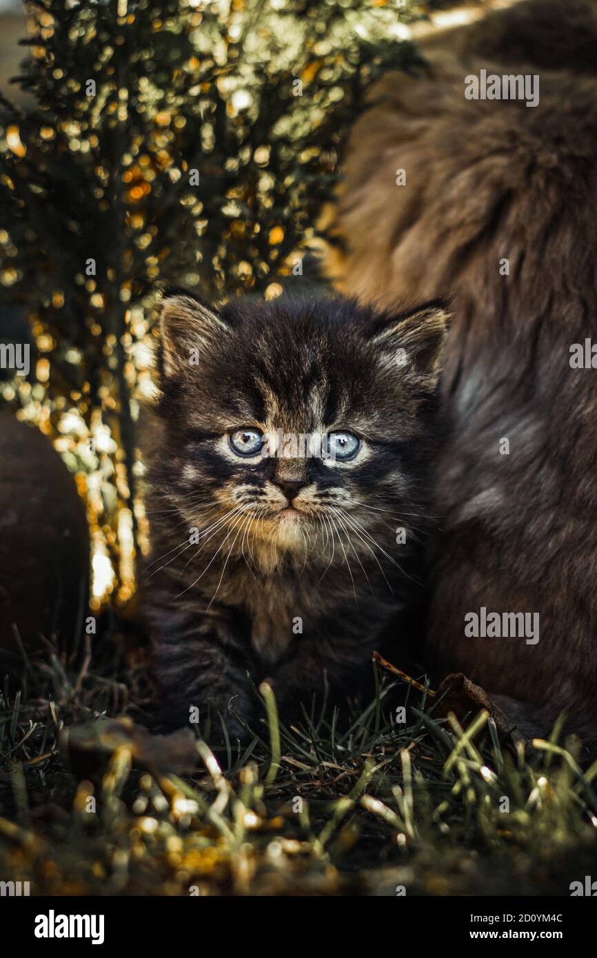 Young cute cat Stock Photo