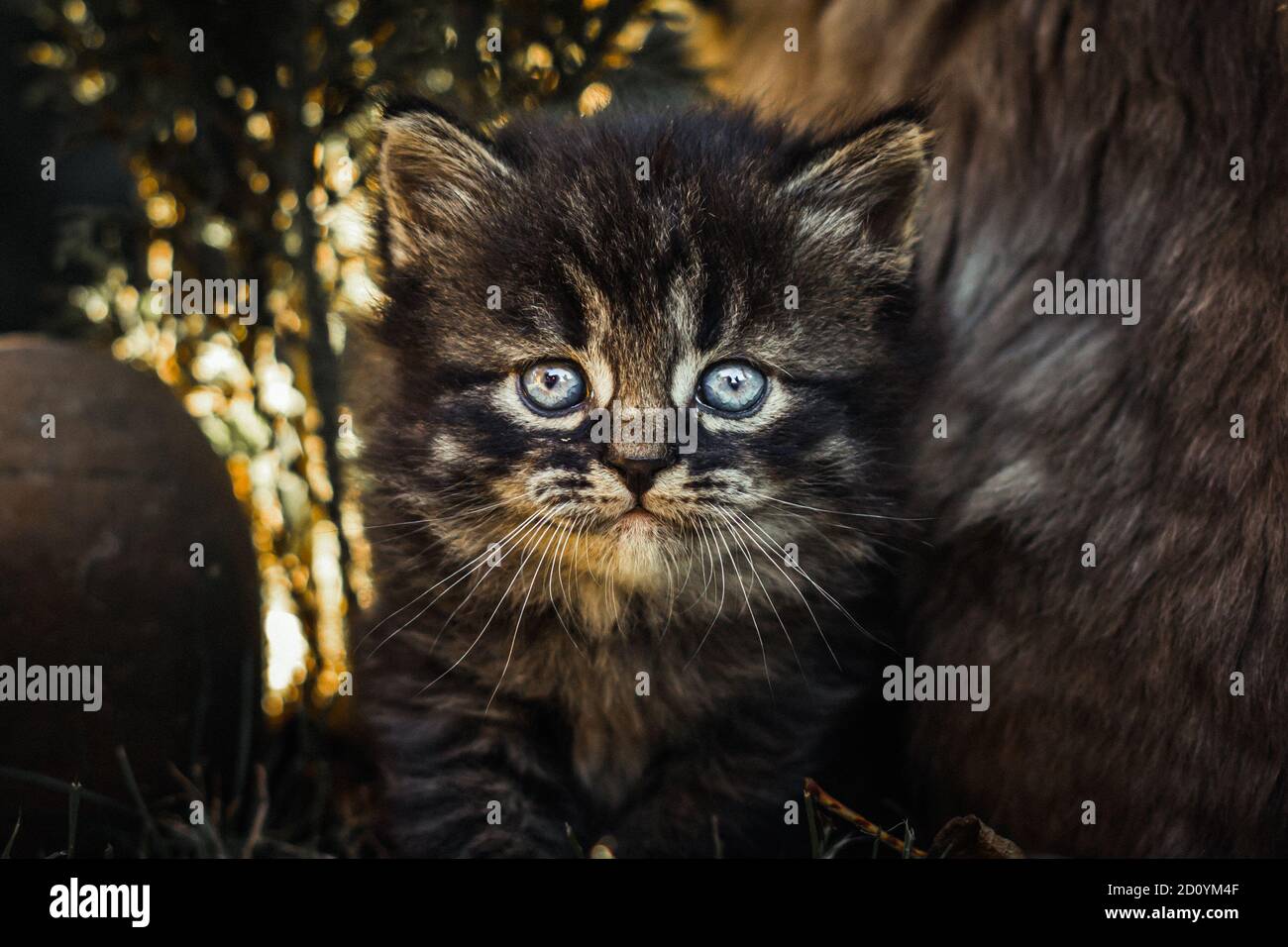 Young cute cat Stock Photo