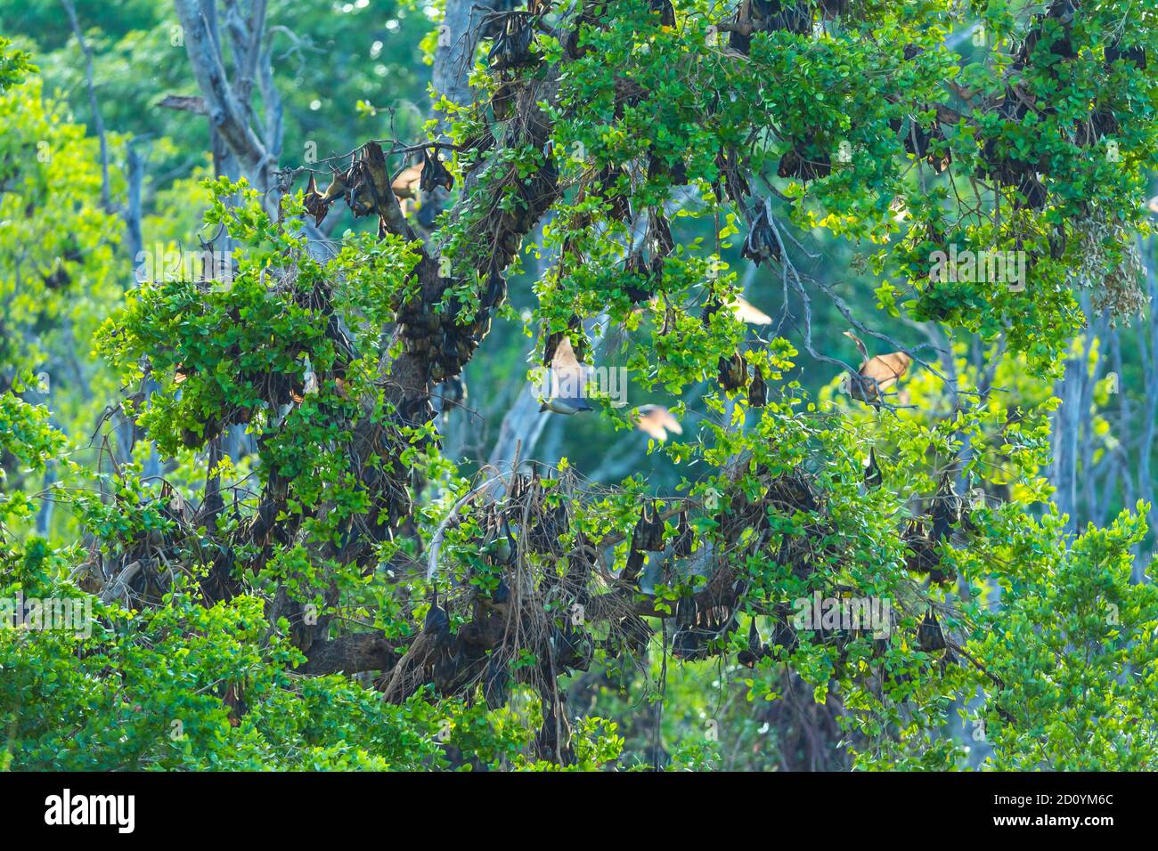 Strawcoloured fruit bat (Eidolon helvum), Bat migration, Kasanka