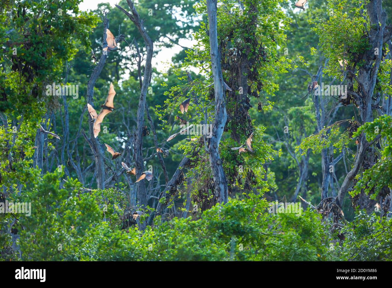 Strawcoloured fruit bat (Eidolon helvum), Bat migration, Kasanka