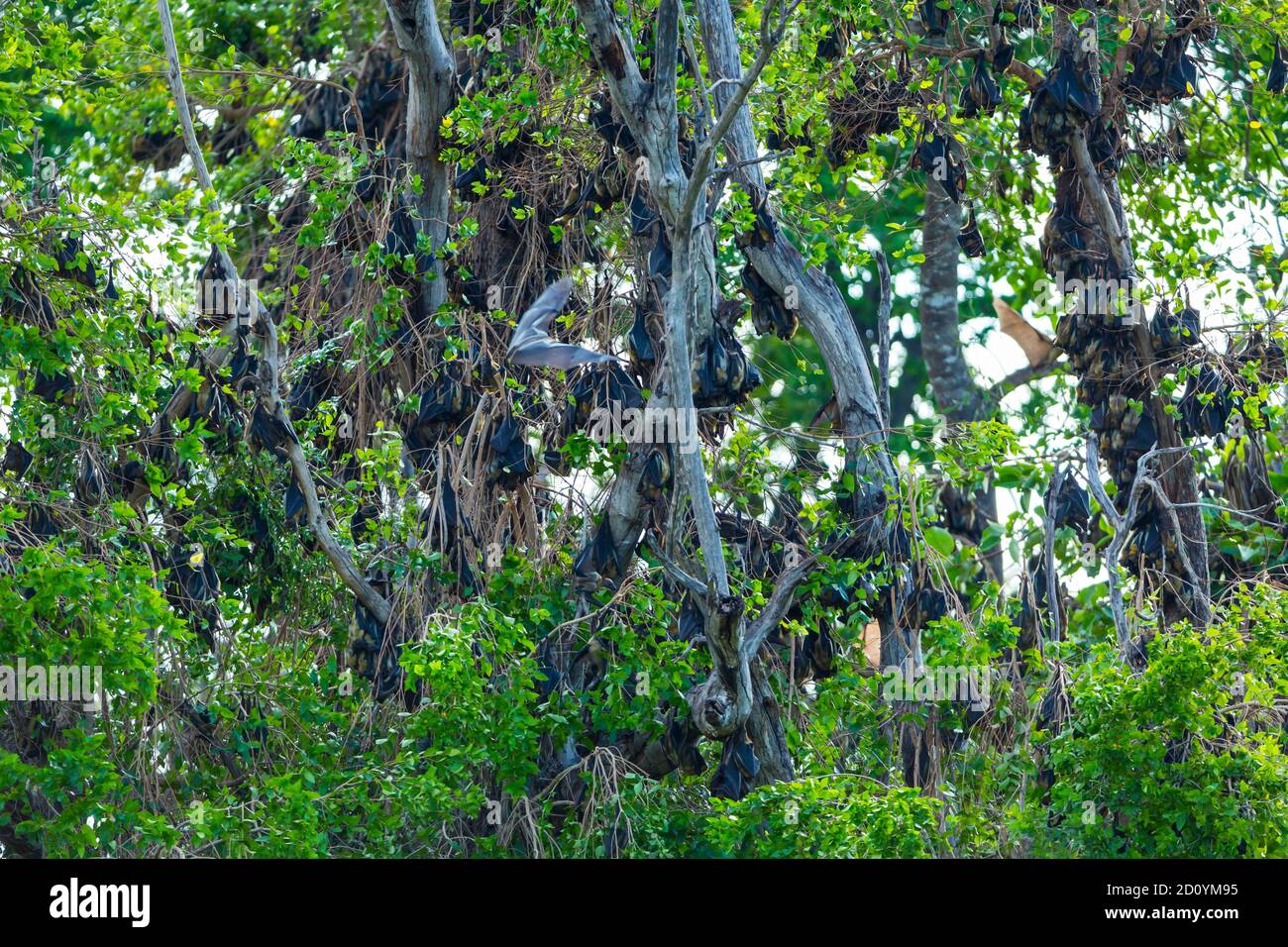 Strawcoloured fruit bat (Eidolon helvum), Bat migration, Kasanka