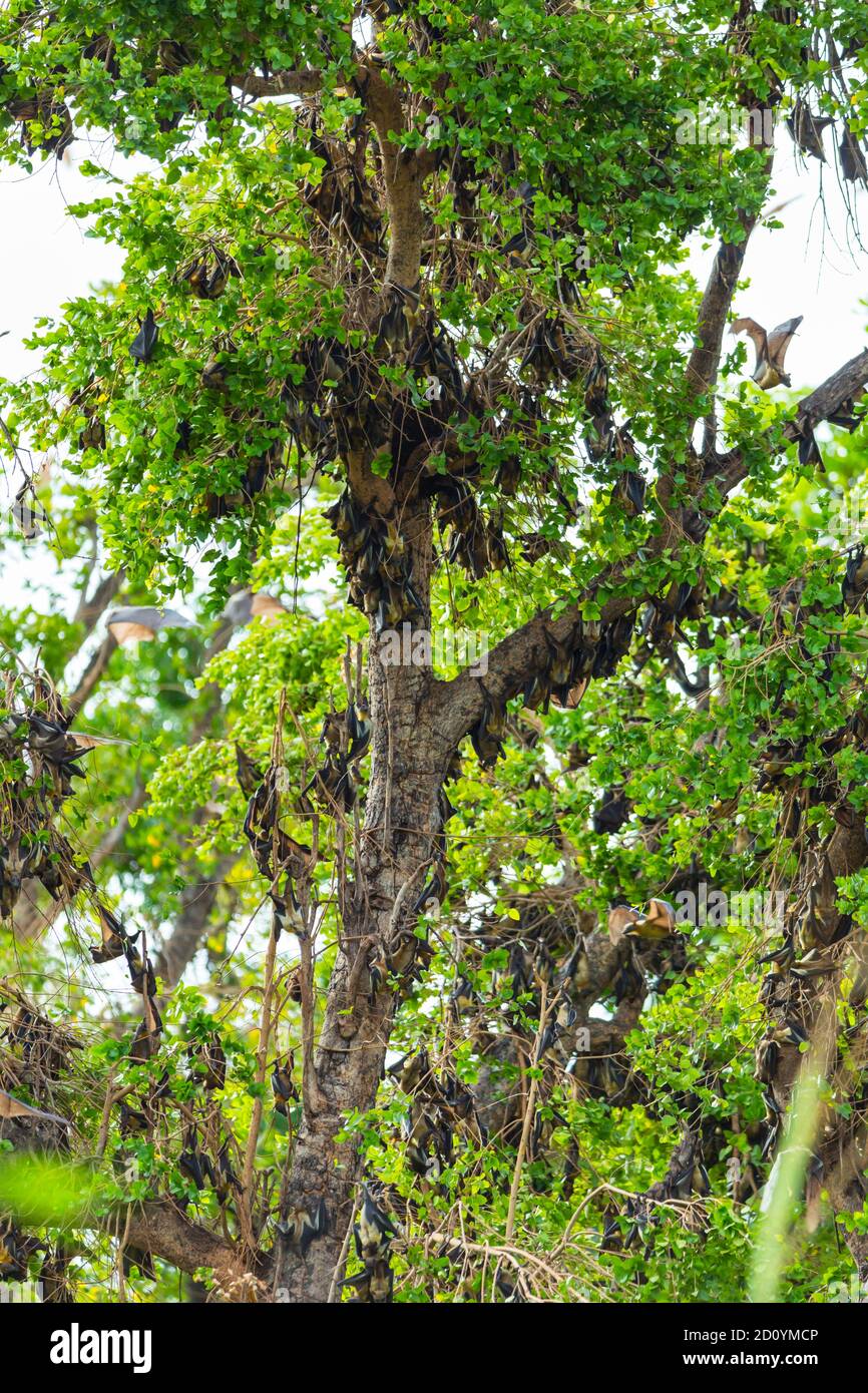 Straw-coloured fruit bat (Eidolon helvum), Bat migration, Kasanka ...