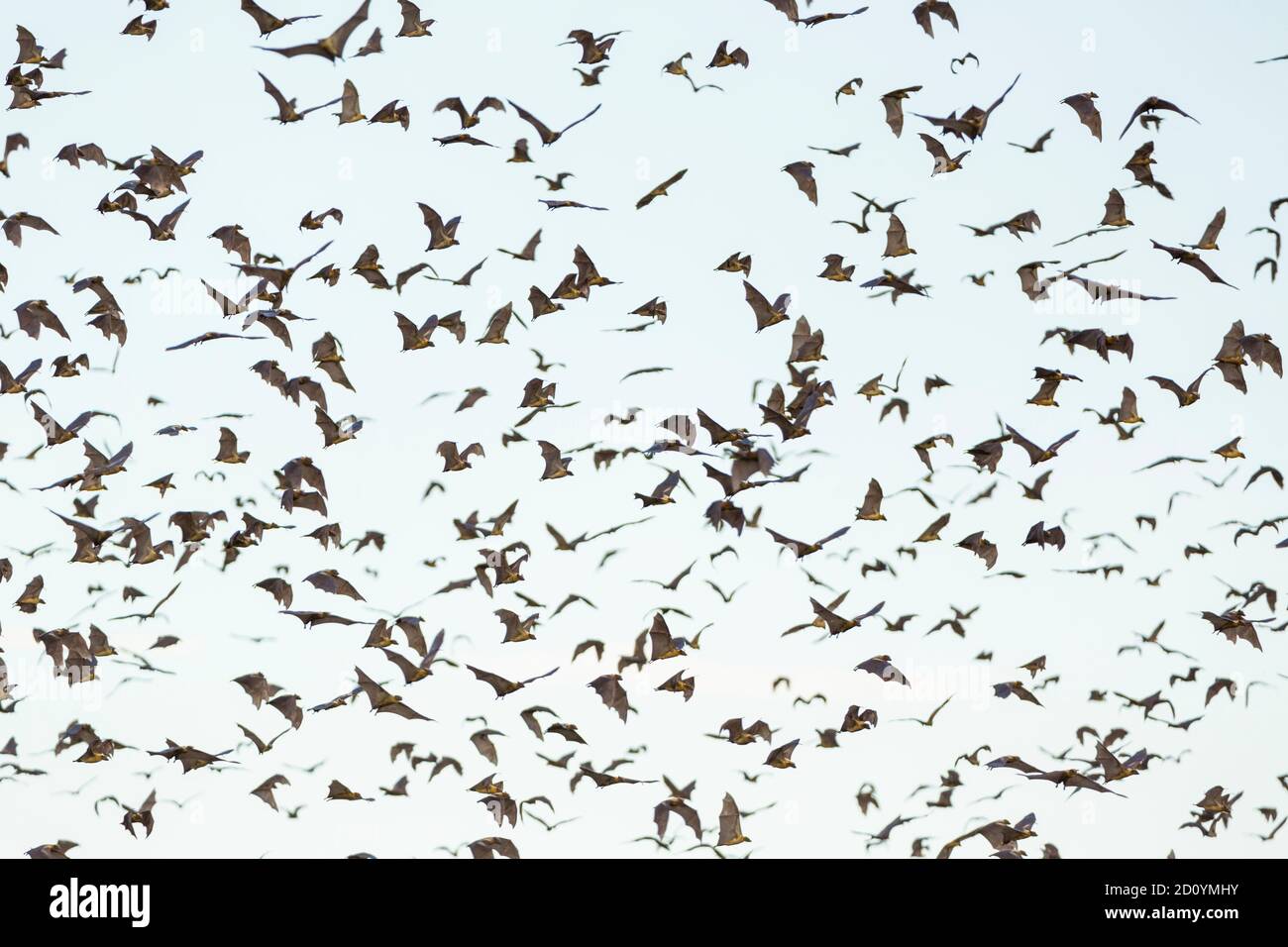Strawcoloured fruit bat (Eidolon helvum), Bat migration, Kasanka
