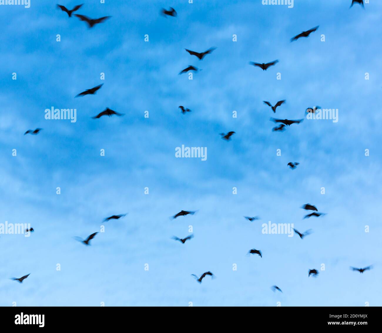 Strawcoloured fruit bat (Eidolon helvum), Bat migration, Kasanka