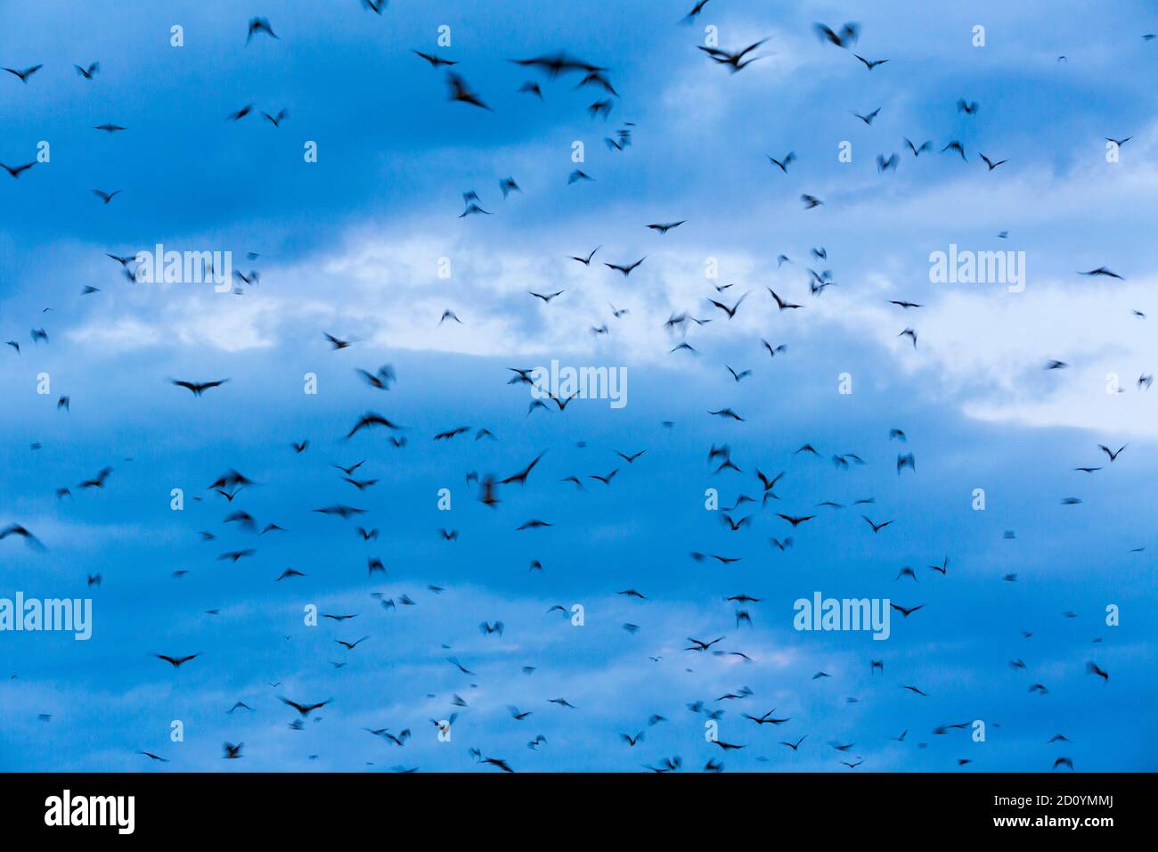 Strawcoloured fruit bat (Eidolon helvum), Bat migration, Kasanka