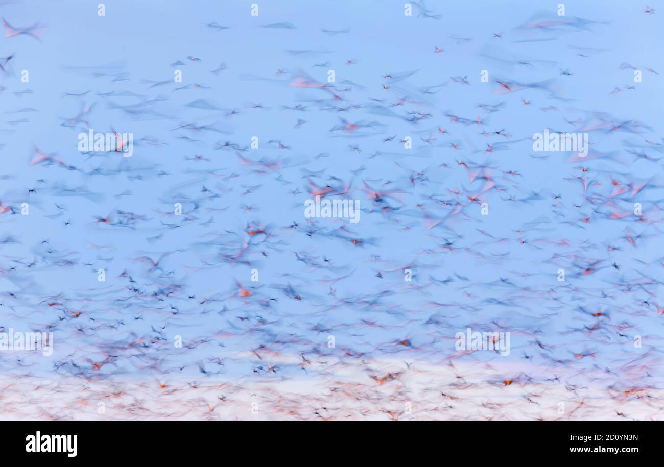 Strawcoloured fruit bat (Eidolon helvum), Bat migration, Kasanka