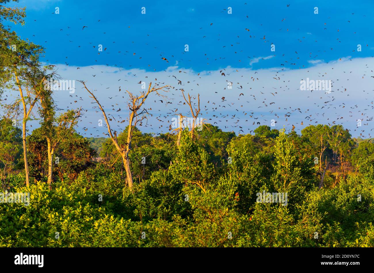 Strawcoloured fruit bat (Eidolon helvum), Bat migration, Kasanka