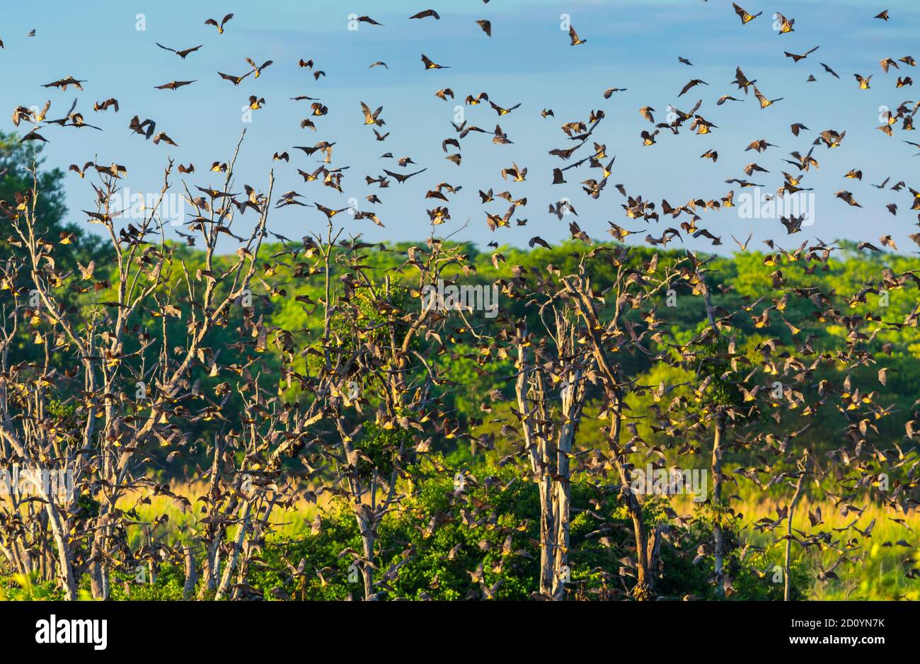 Strawcoloured fruit bat (Eidolon helvum), Bat migration, Kasanka