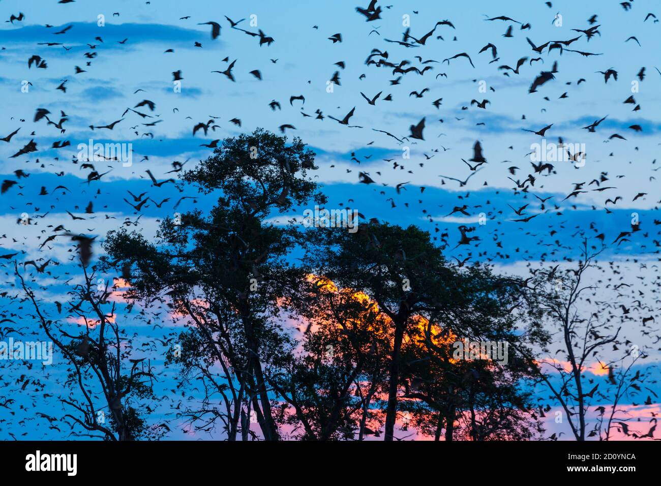 Strawcoloured fruit bat (Eidolon helvum), Bat migration, Kasanka
