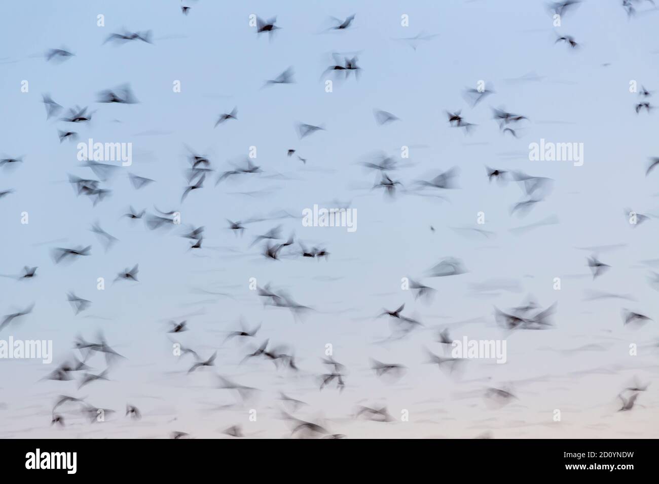 Strawcoloured fruit bat (Eidolon helvum), Bat migration, Kasanka