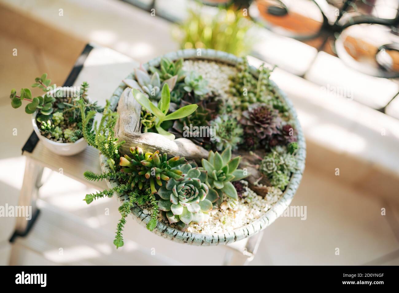Assorted succulents in a flower pot with driftwood Stock Photo Alamy