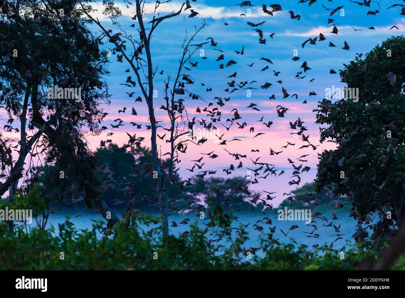 Strawcoloured fruit bat (Eidolon helvum), Bat migration, Kasanka