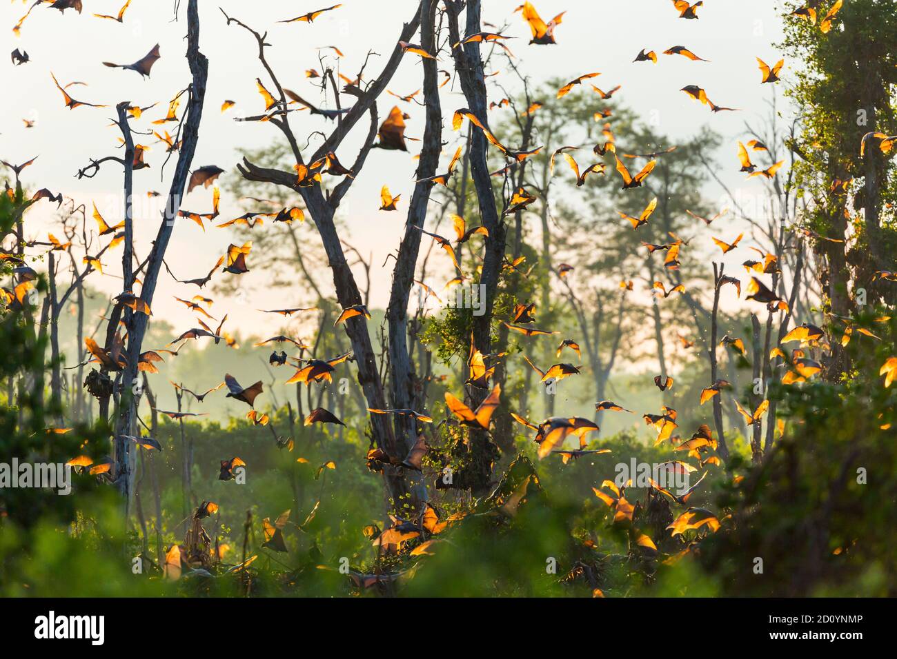 Strawcoloured fruit bat (Eidolon helvum), Bat migration, Kasanka