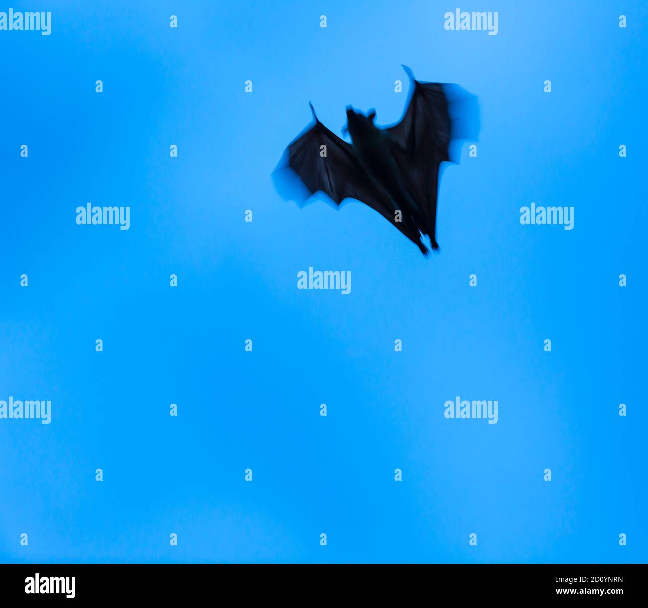 Strawcoloured fruit bat (Eidolon helvum), Bat migration, Kasanka