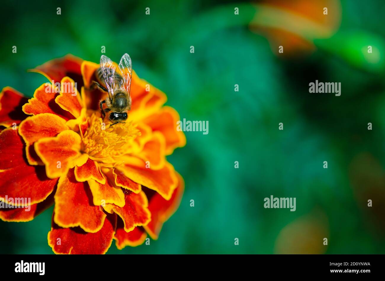 The bee collects nectar on a garden flower in the sun. Bees Stock Photo
