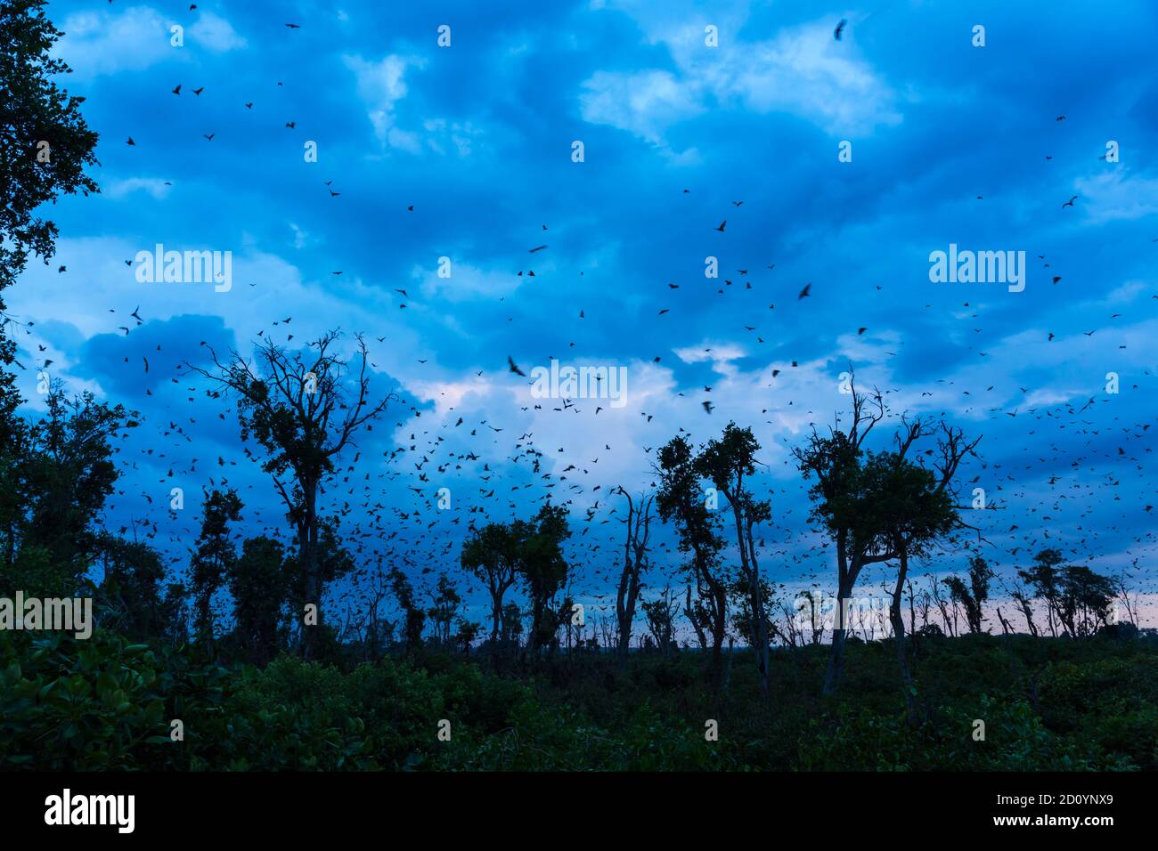 Strawcoloured fruit bat (Eidolon helvum), Bat migration, Kasanka