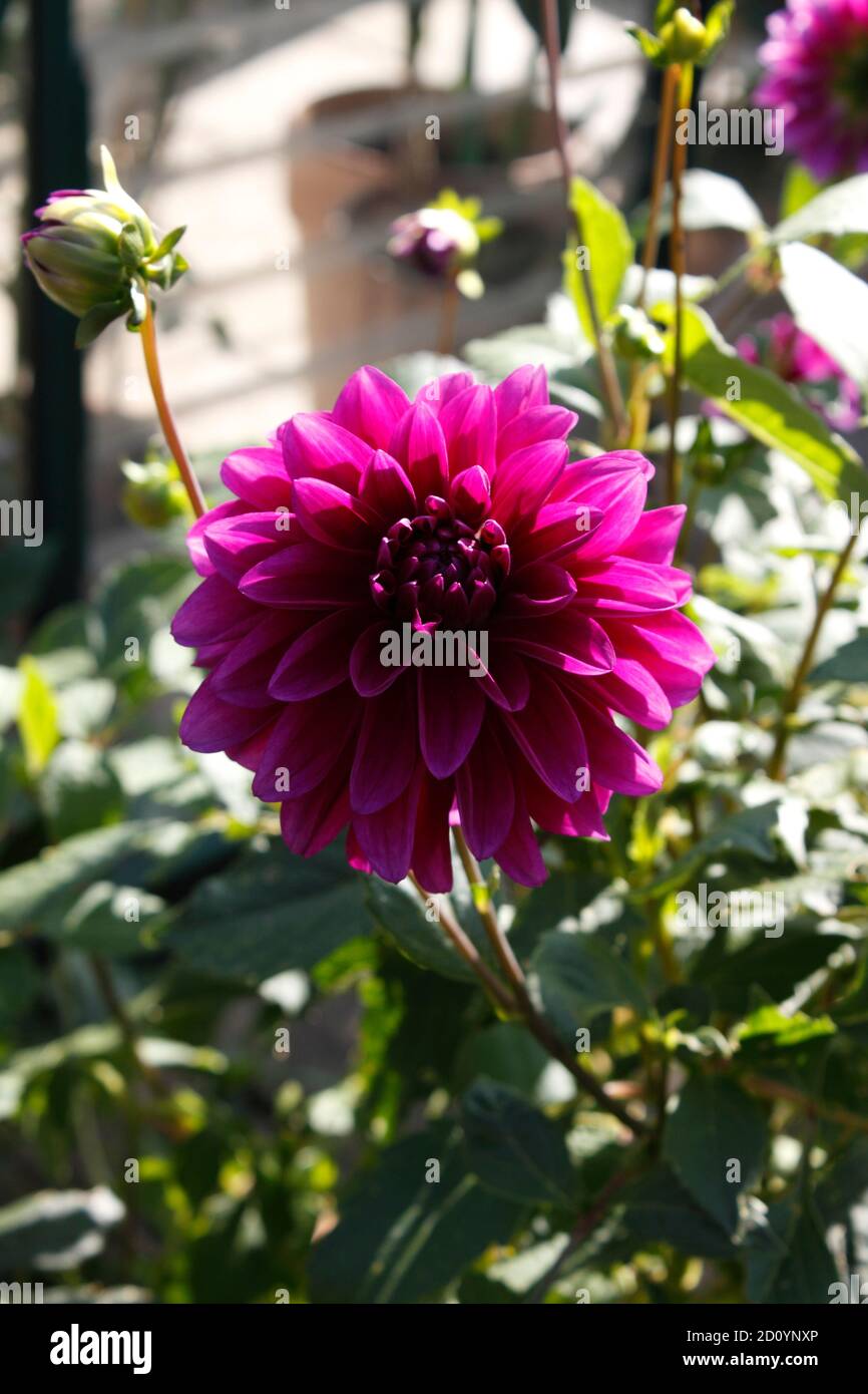 Dahlia purple hi-res stock photography and images - Alamy