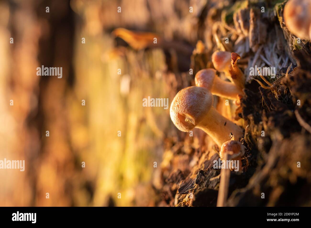 many small mushrooms grow in groups on a tree trunk Stock Photo - Alamy