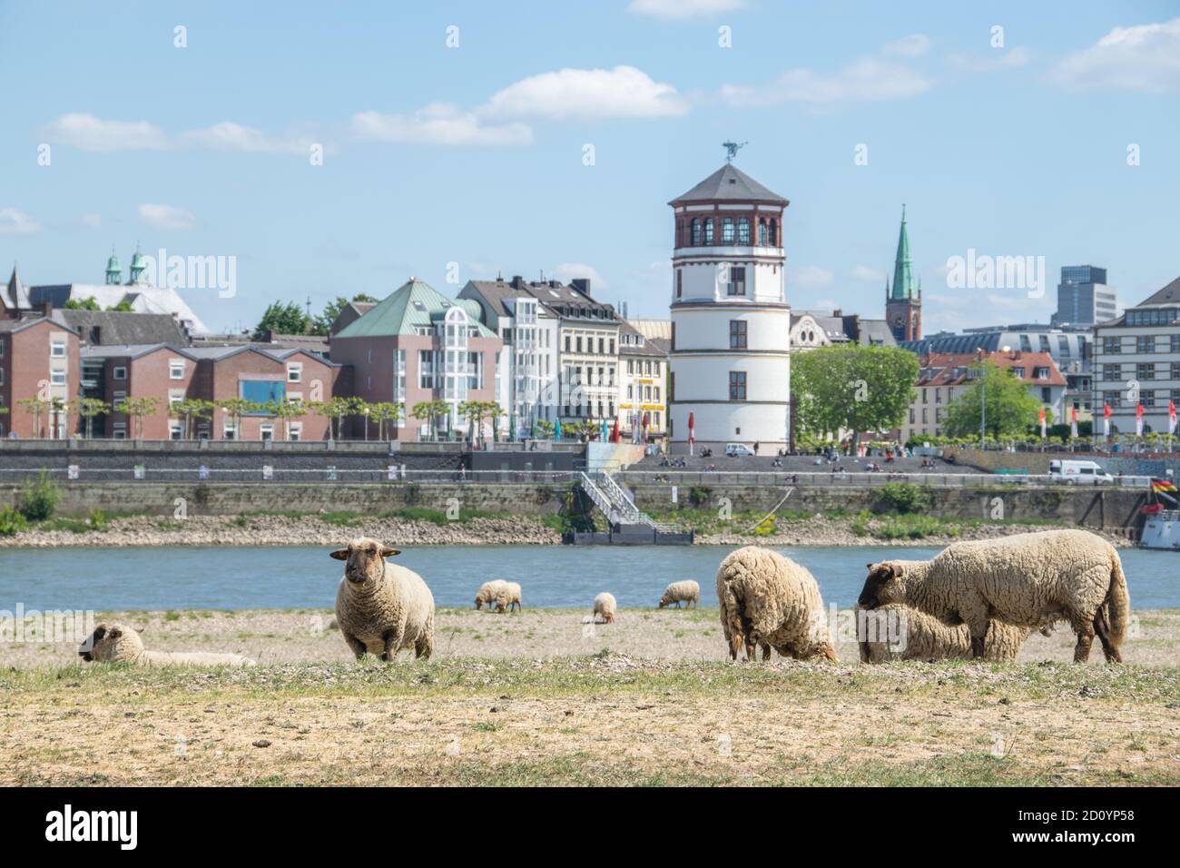 Weidende Schafe direkt am Rhein vor der Großstadt-Kulisse Düsseldorf Stock Photo