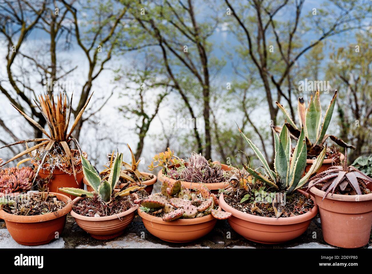 Brown clay pots with assorted succulents and cacti. Stock Photo