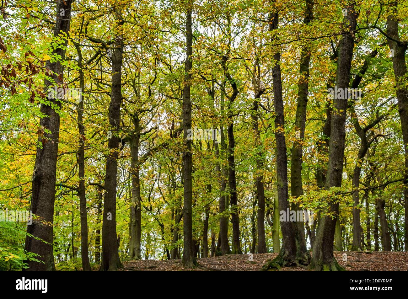 Endcliffe park hi-res stock photography and images - Alamy