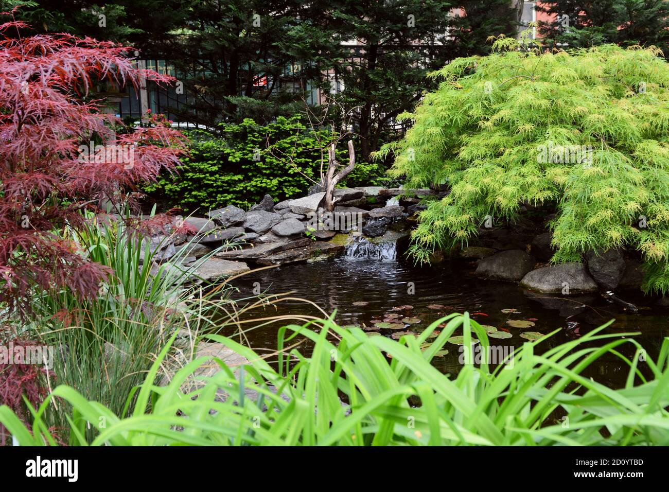Small lily pond in Jefferson Market Garden, New York City. Water flows down a rock waterfall among Japanese maples and lush shrubbery in the urban gar Stock Photo