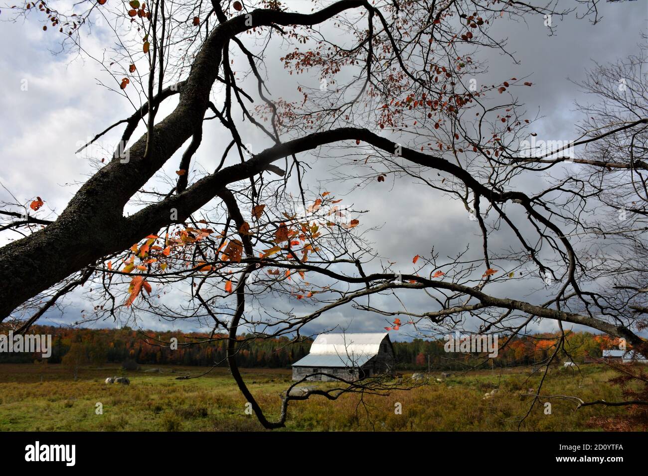 Fall colours in trees on rural farm in Northern Ontario Stock Photo - Alamy