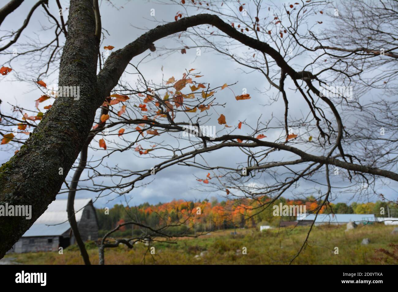 Fall colours in trees on rural farm in Northern Ontario Stock Photo - Alamy