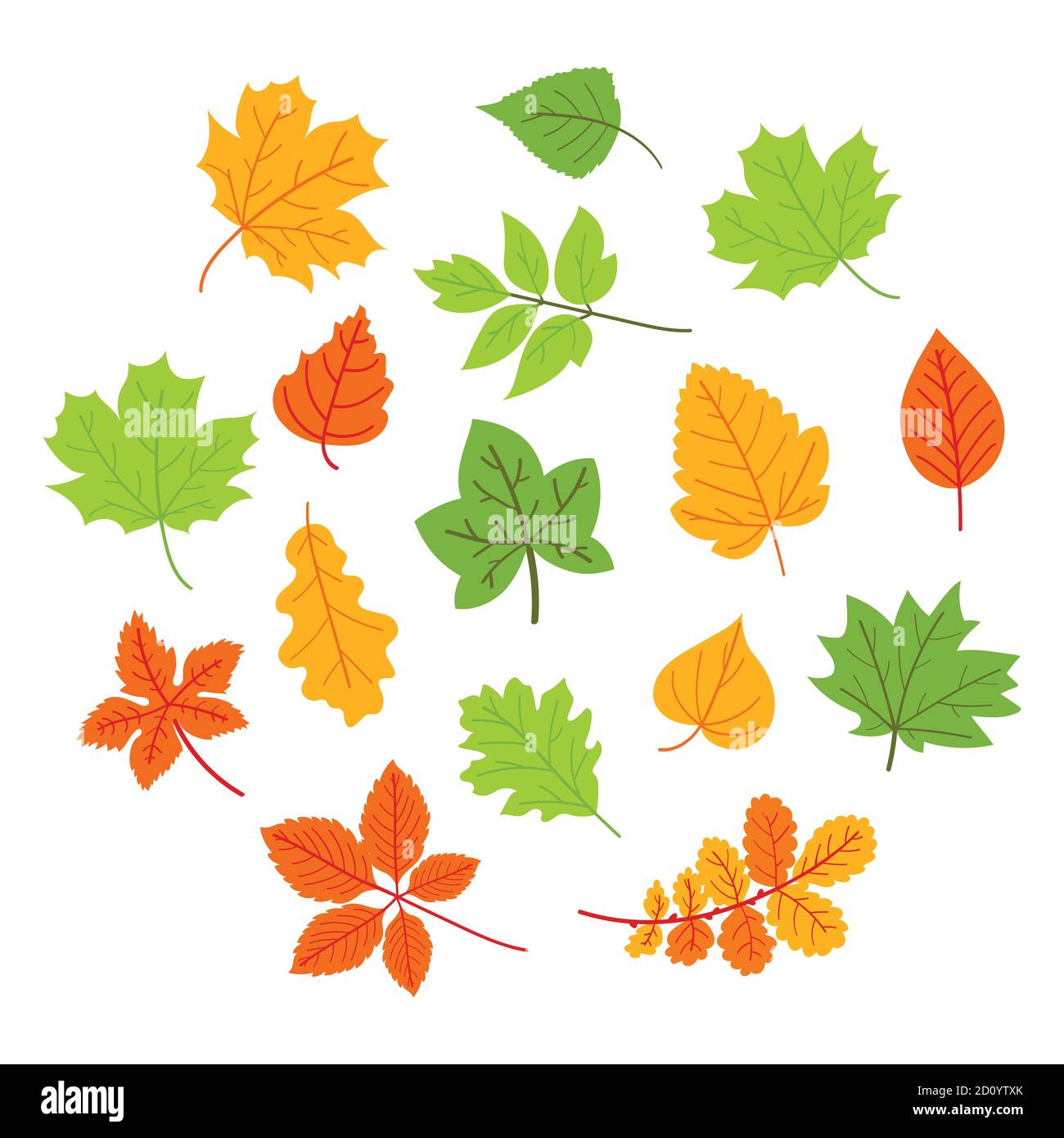 Vector illustration of color autumn leaves on white background Stock ...