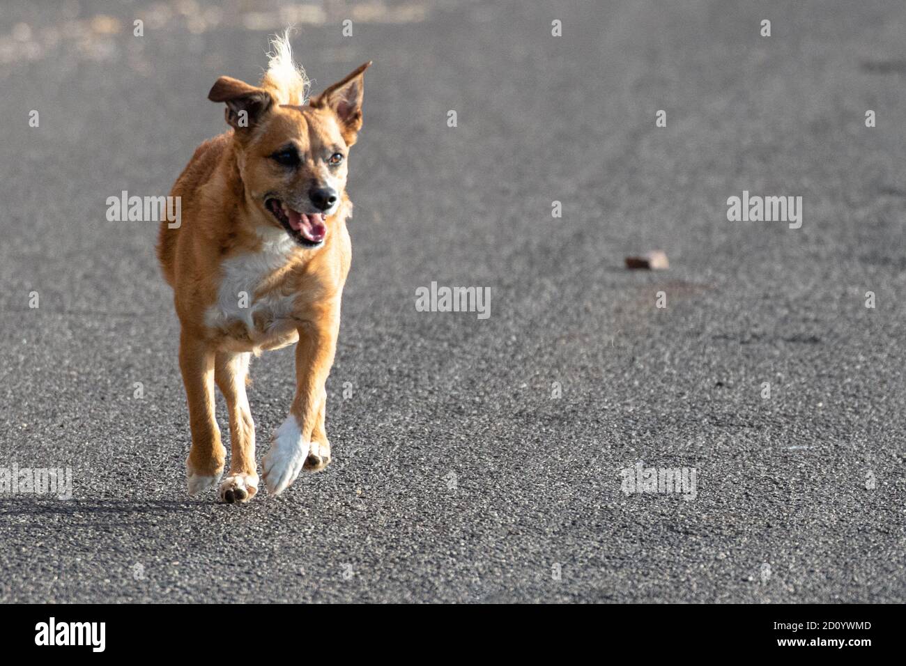 Can Dogs Run On The Road