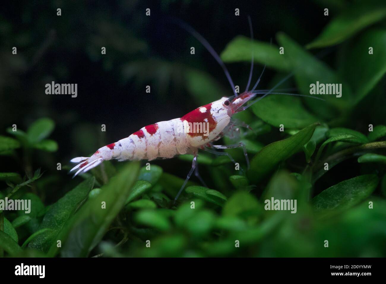 Close up of Crystal Red Shrimp Stock Photo