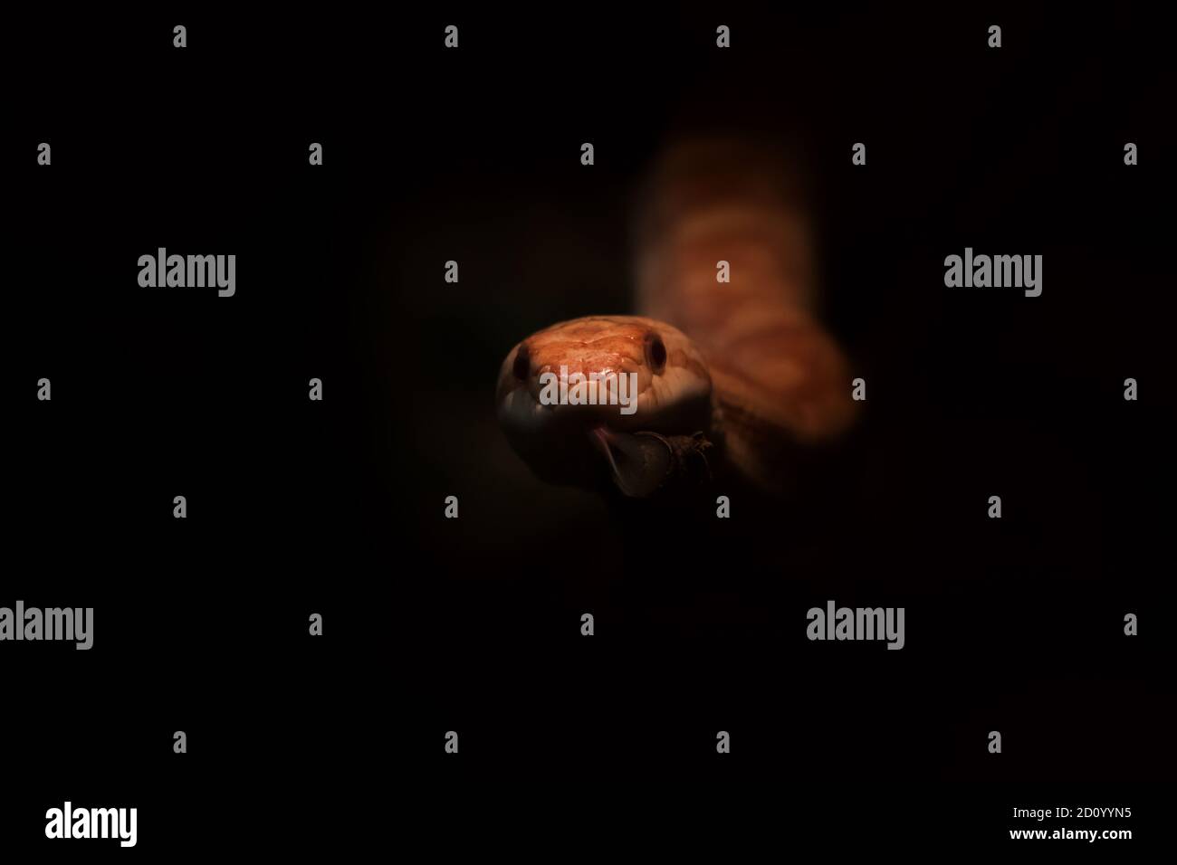 Snake coming out from dark background with tongue sticking out of its mouth Stock Photo
