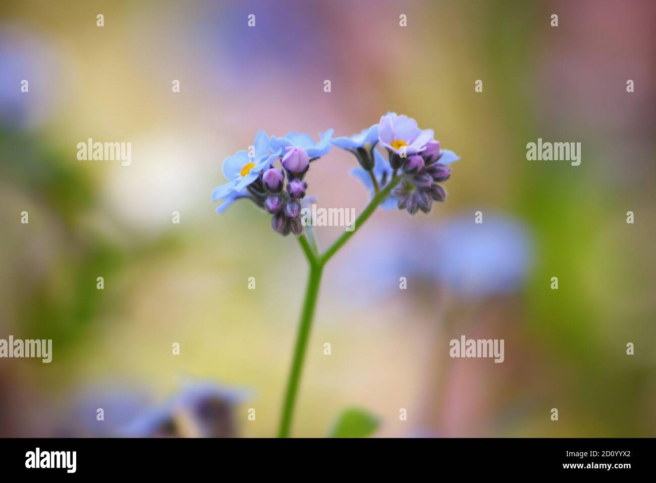 Forget-me-not blue flowers extreme close up against green blurred background Stock Photo