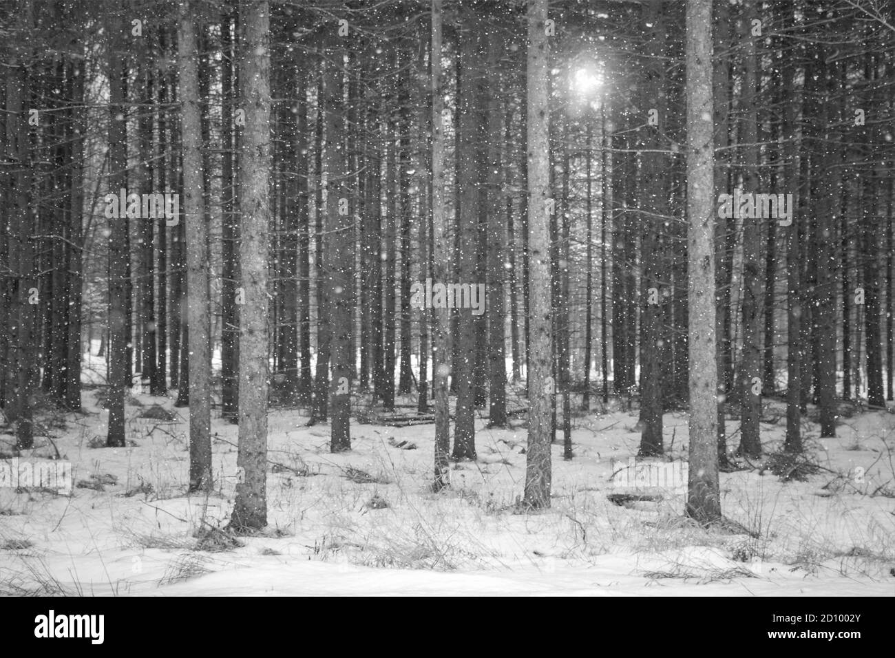 Luminous snowfall in forest with snowflakes and sunlight Stock Photo