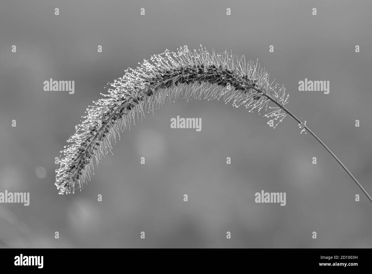 Black and white grain seed stem close up in morning dew with soft blurred background Stock Photo
