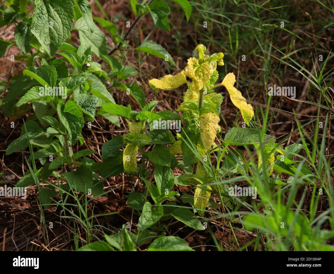 Billy goat-weed or chick weed (Ageratum conyzoides) in green and yellow leaves due to genetic disorder,  annual herb Stock Photo